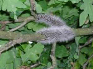 Oak Processionary Moth caterpillar 