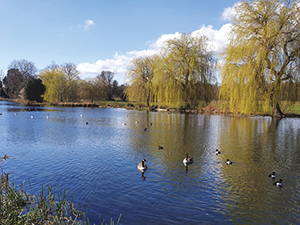 Ducks on a lake