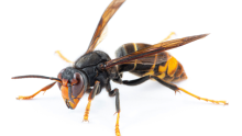 Image of an Asian Hornet