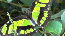 Image of a butterfly